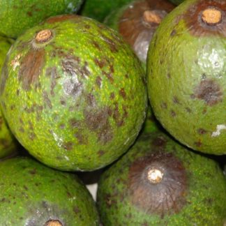 Avocado
