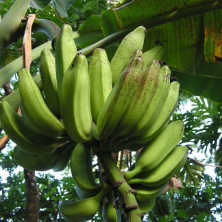 Bananas