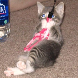 Cat Toy