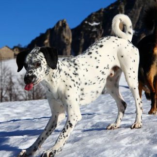Dogs