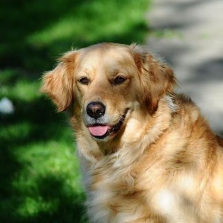 Golden Retriever
