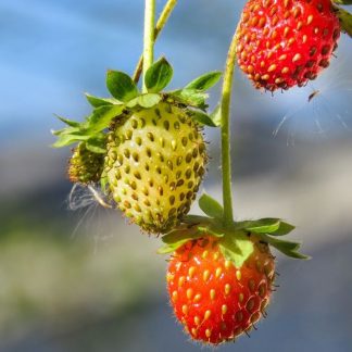 Strawberries